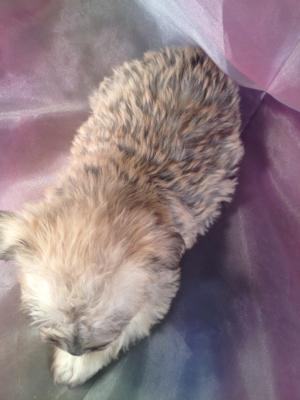 Schnoodle Puppies for sale.  This is Female Puppy ID#9. Born Oct. 23rd 2013 She can fly to MA,MD,FL,CA,IL,DC and many other states for only $150.  2
